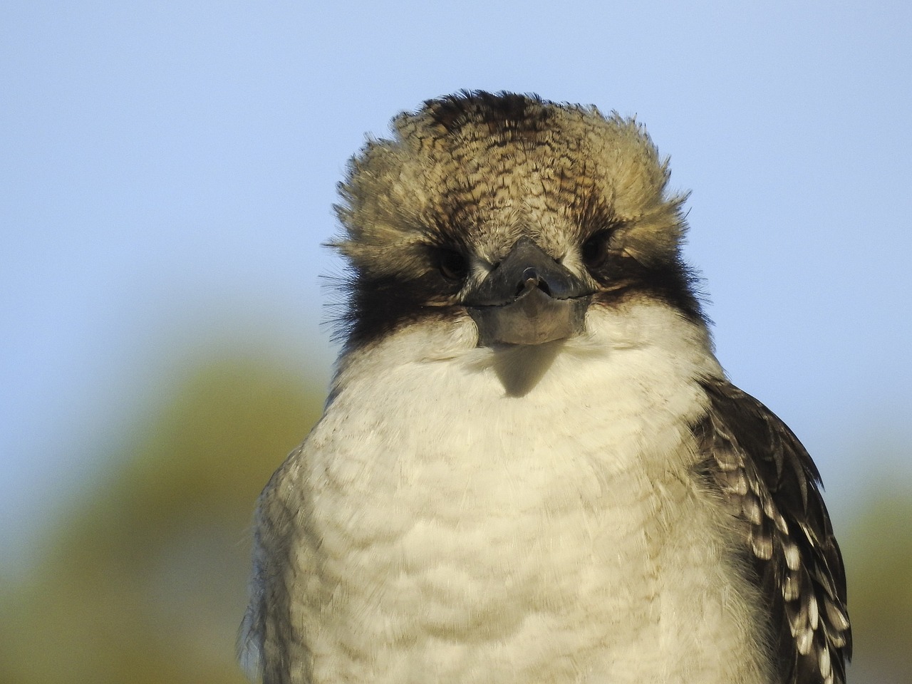 bird  wildlife  nature free photo