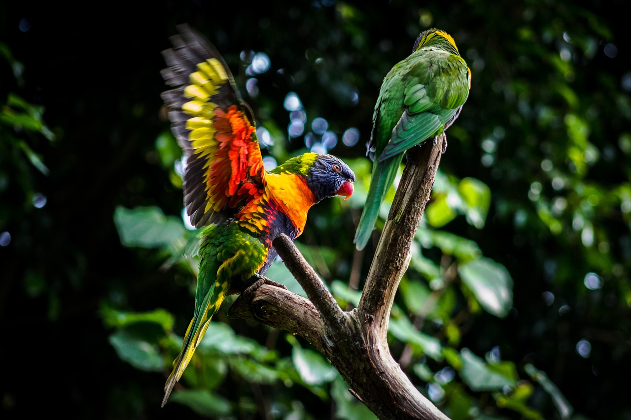 bird  nature  parrot free photo