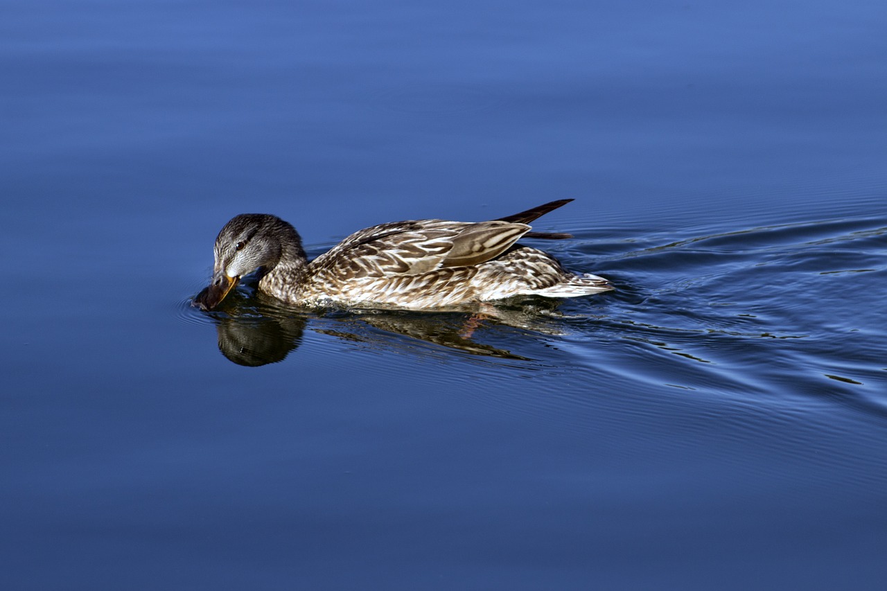 bird  water  nature free photo