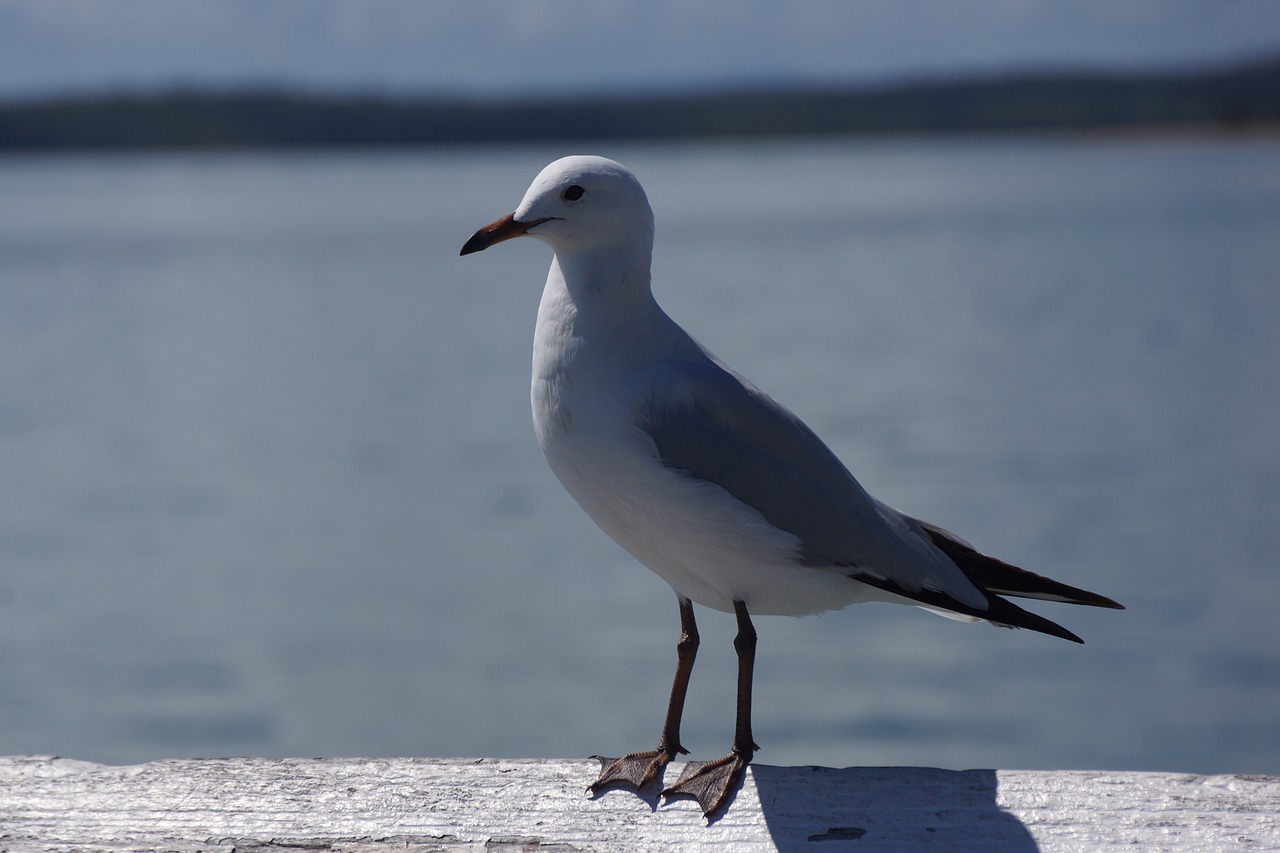 bird  nature  wildlife free photo