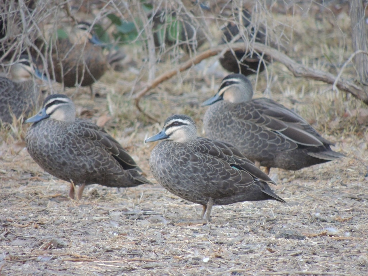 bird  wildlife  animal free photo