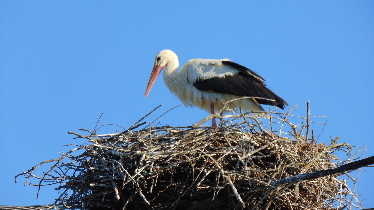 bird  nature  wildlife free photo