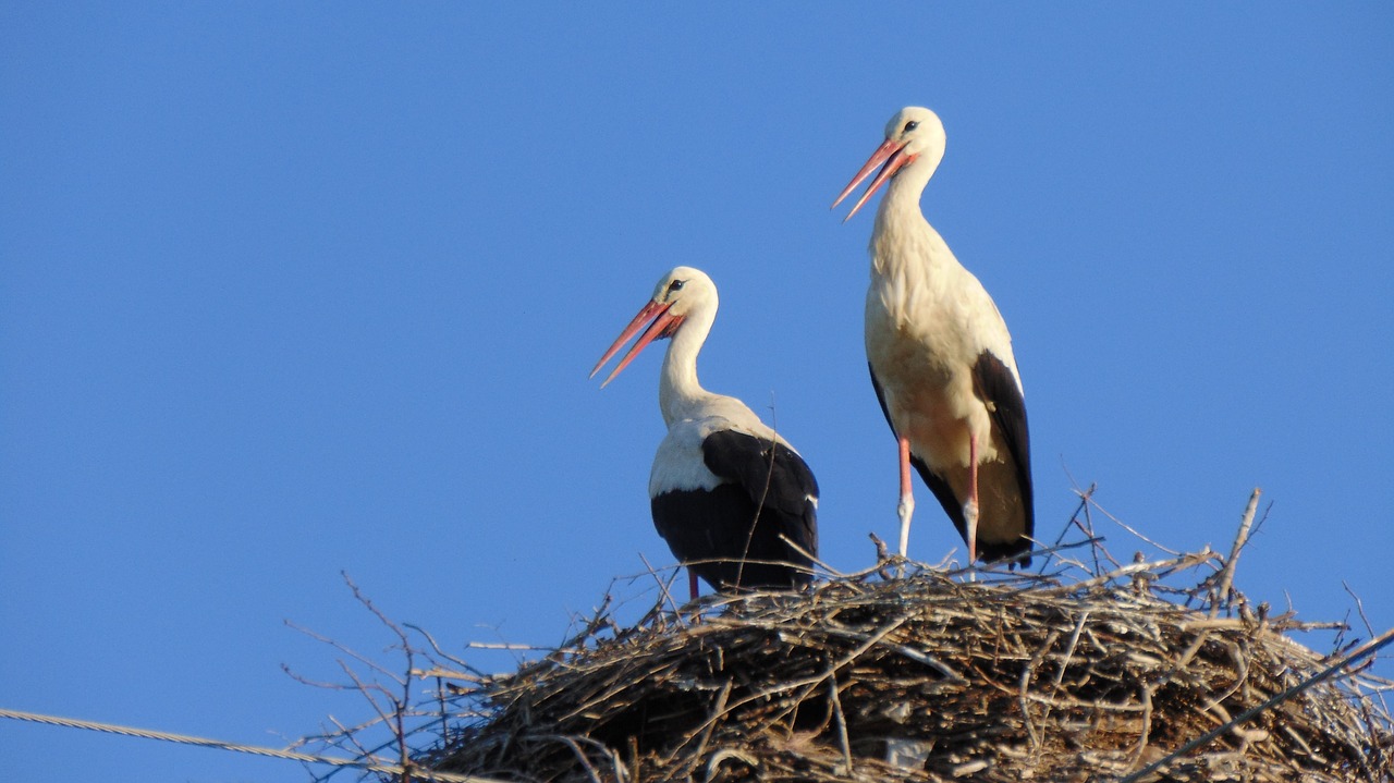 bird  wildlife  nature free photo