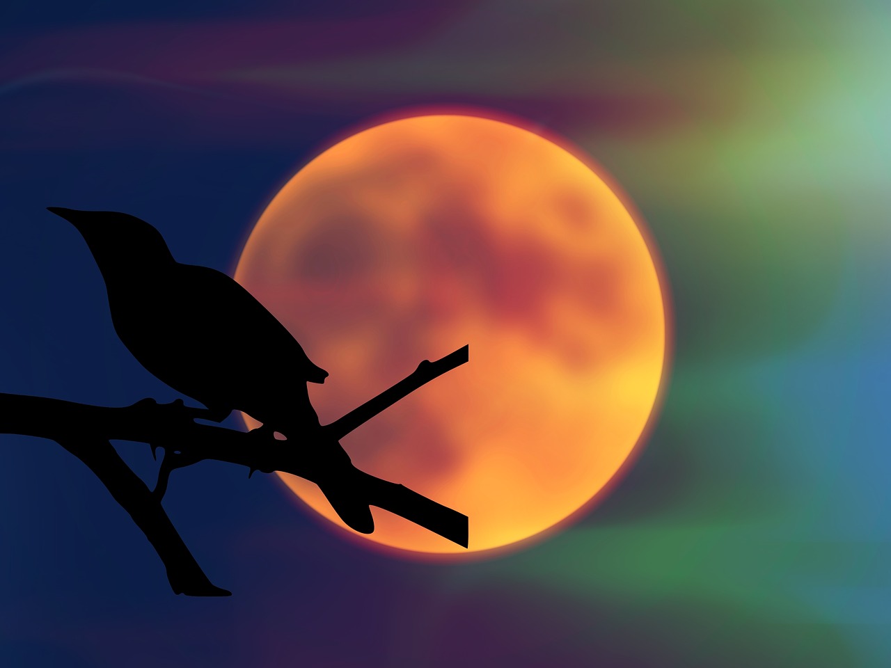 bird  mockingbird  moon free photo