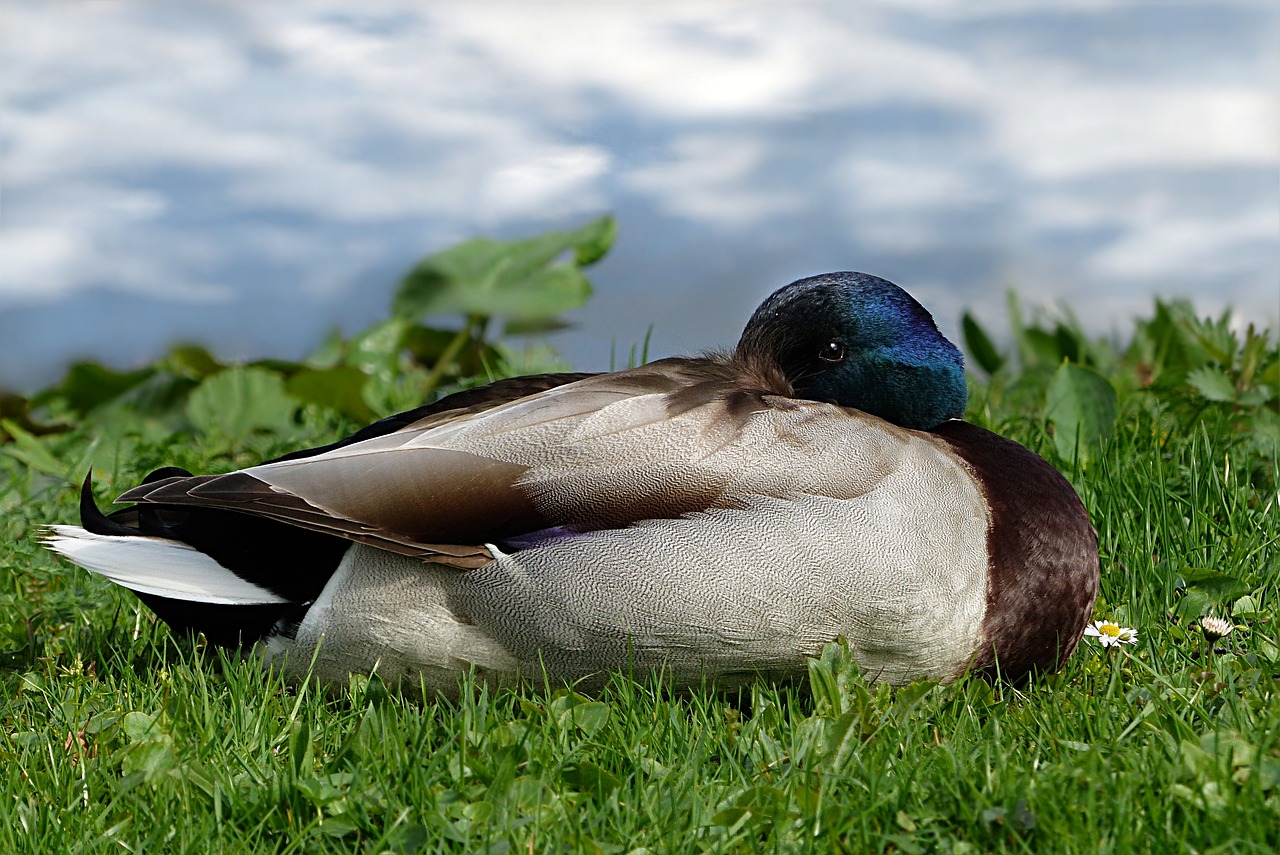 bird  nature  duck free photo