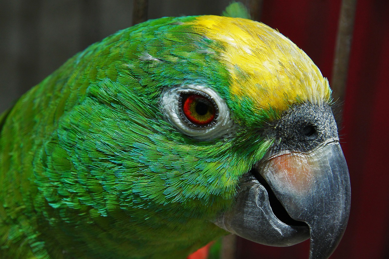 bird  parrot  feather free photo