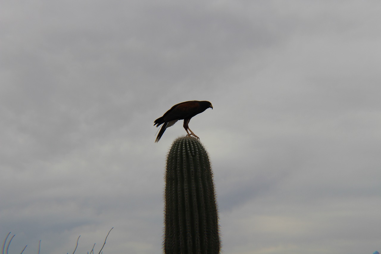 bird  sky  outdoors free photo