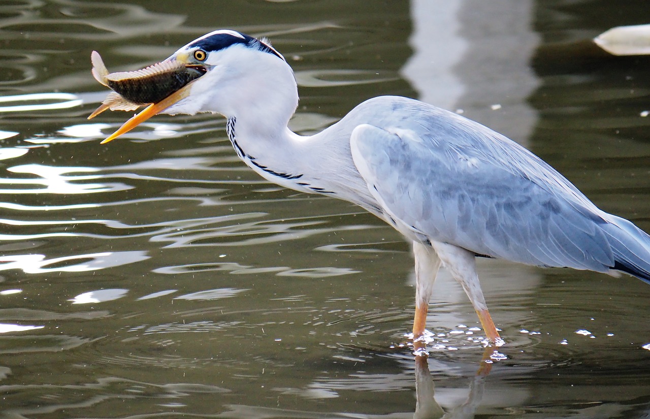 bird  wildlife  water free photo