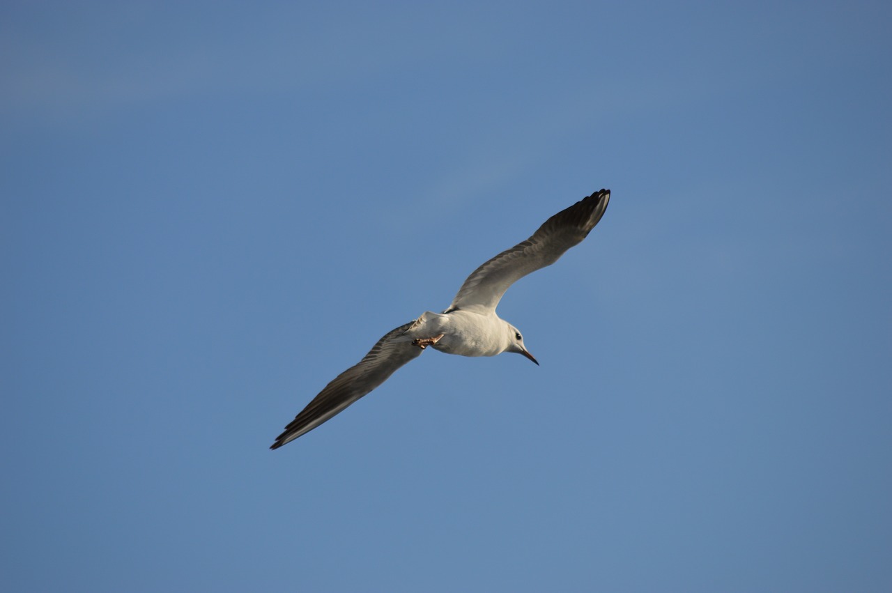 bird  nature  animal world free photo