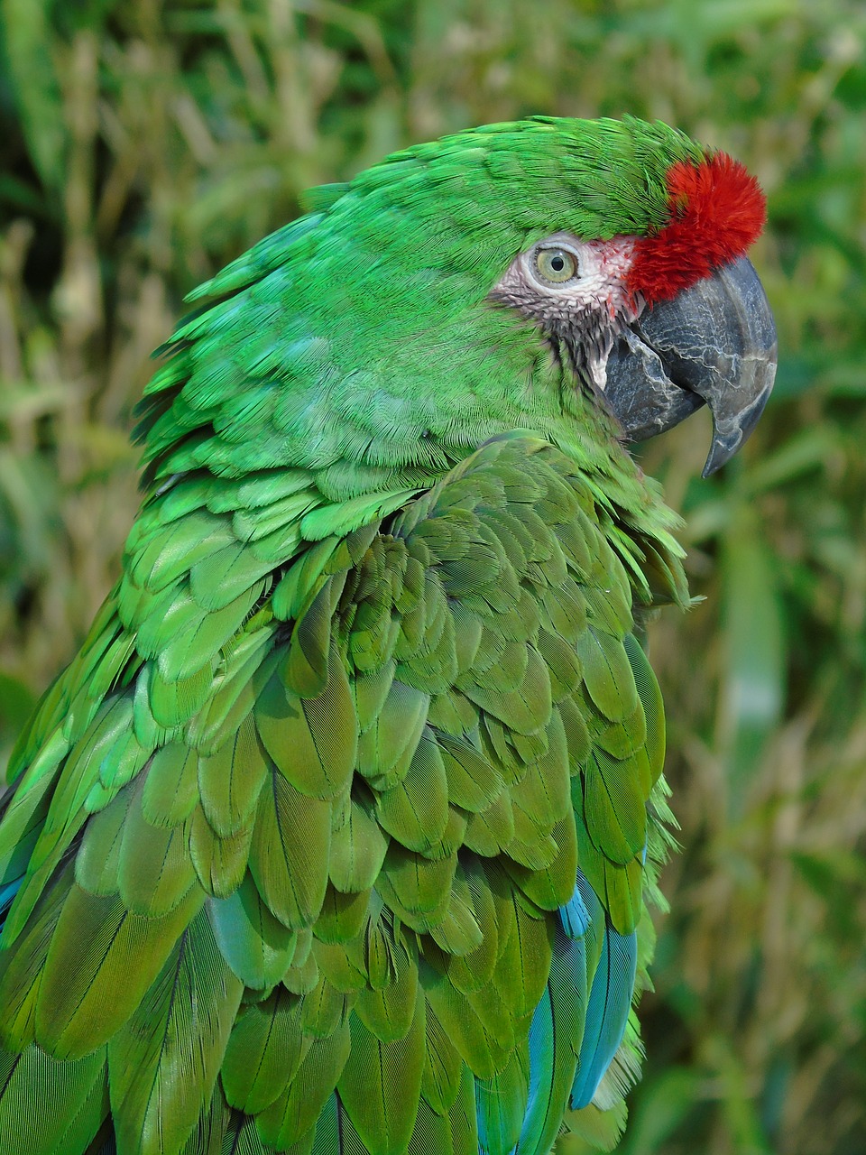 bird  parrot  feather free photo