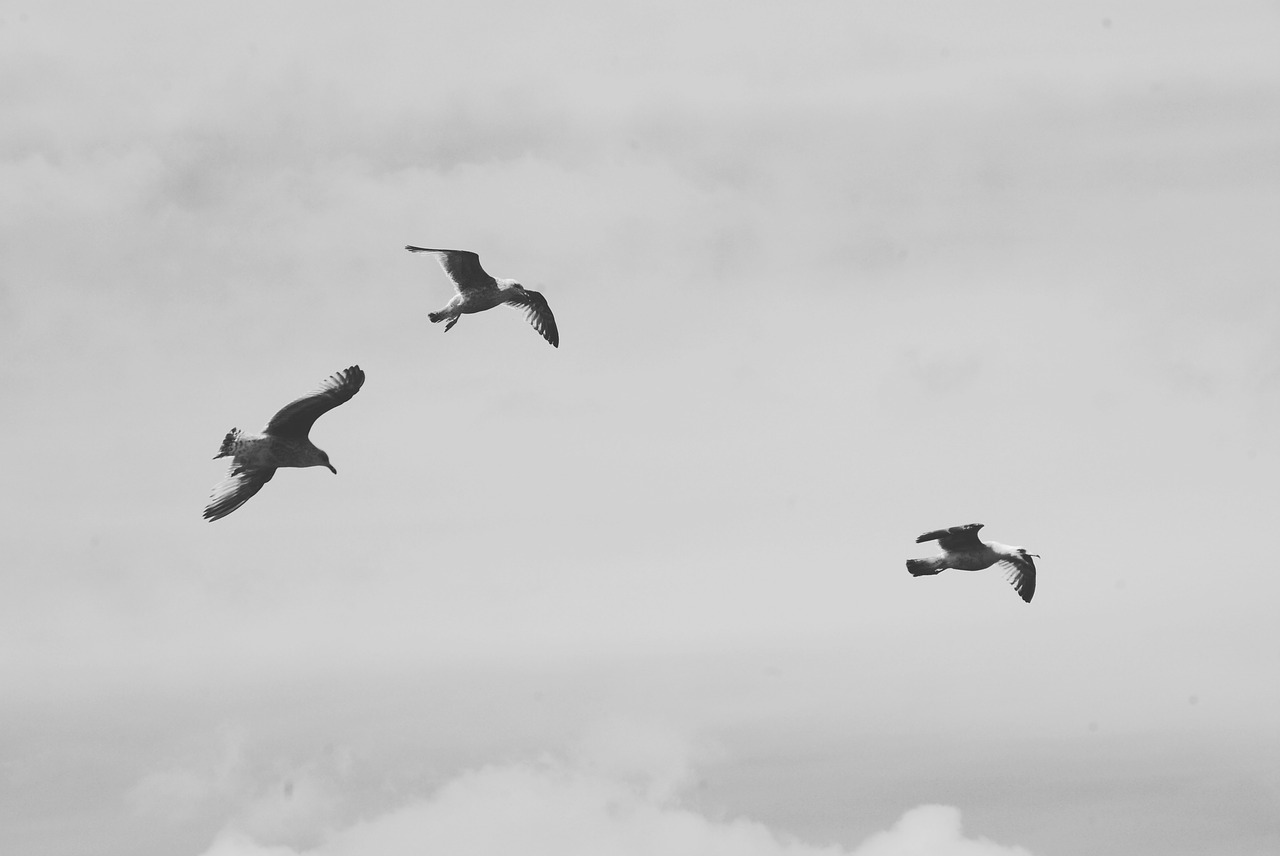 bird  sky  outdoors free photo