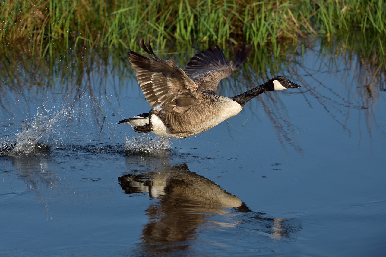 bird  body of water  mare free photo