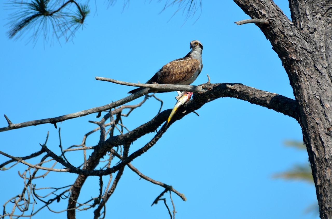 bird  nature  wildlife free photo