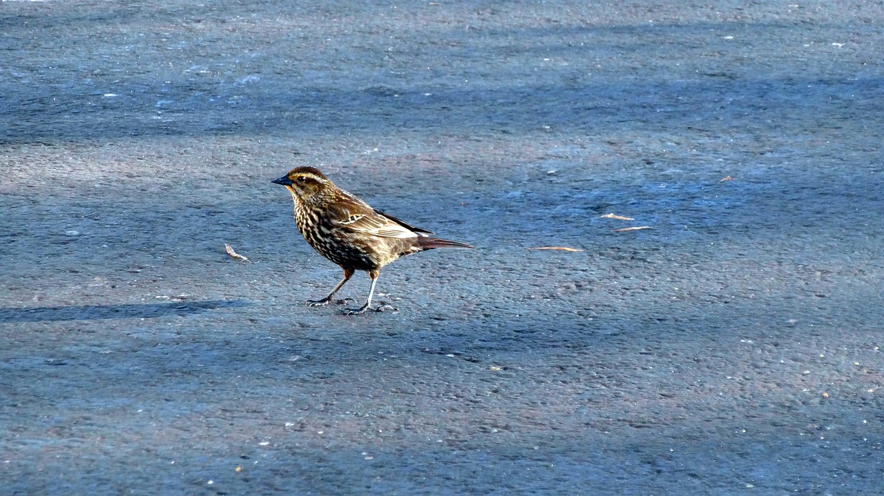 bird  nature  water free photo