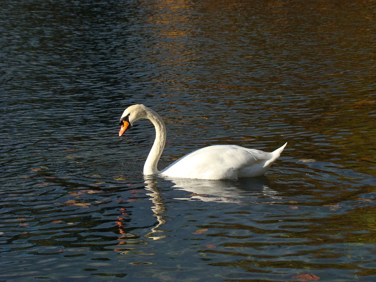 bird  water  swan free photo