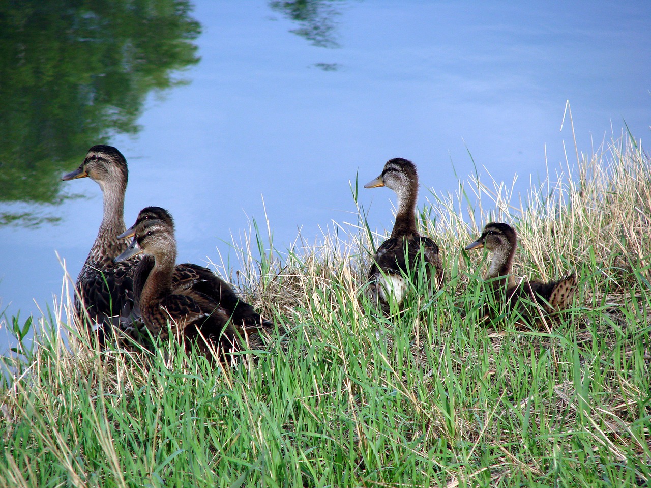 bird  nature  wildlife free photo