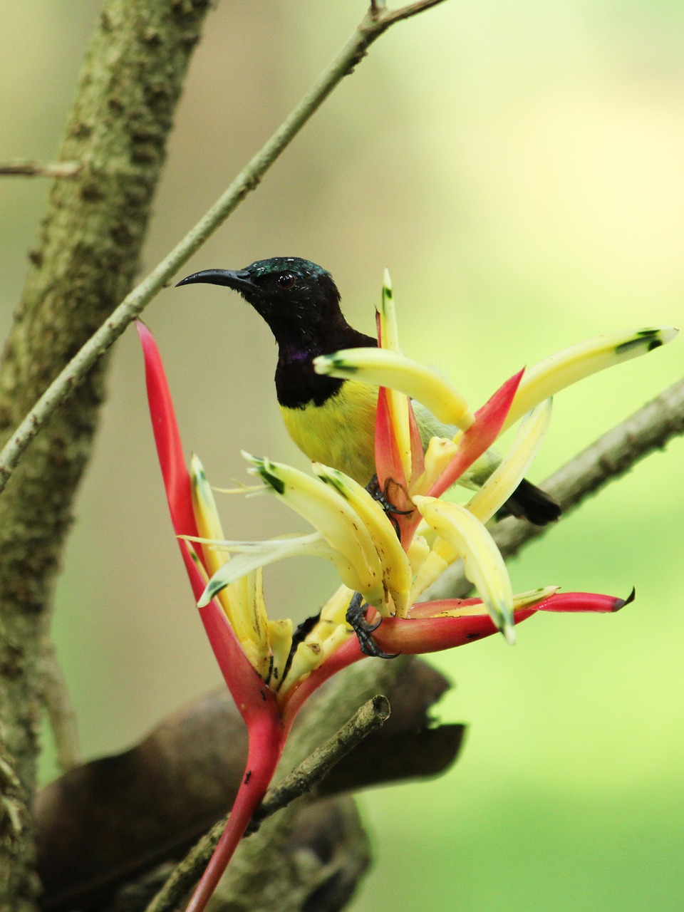 bird  nature  wildlife free photo