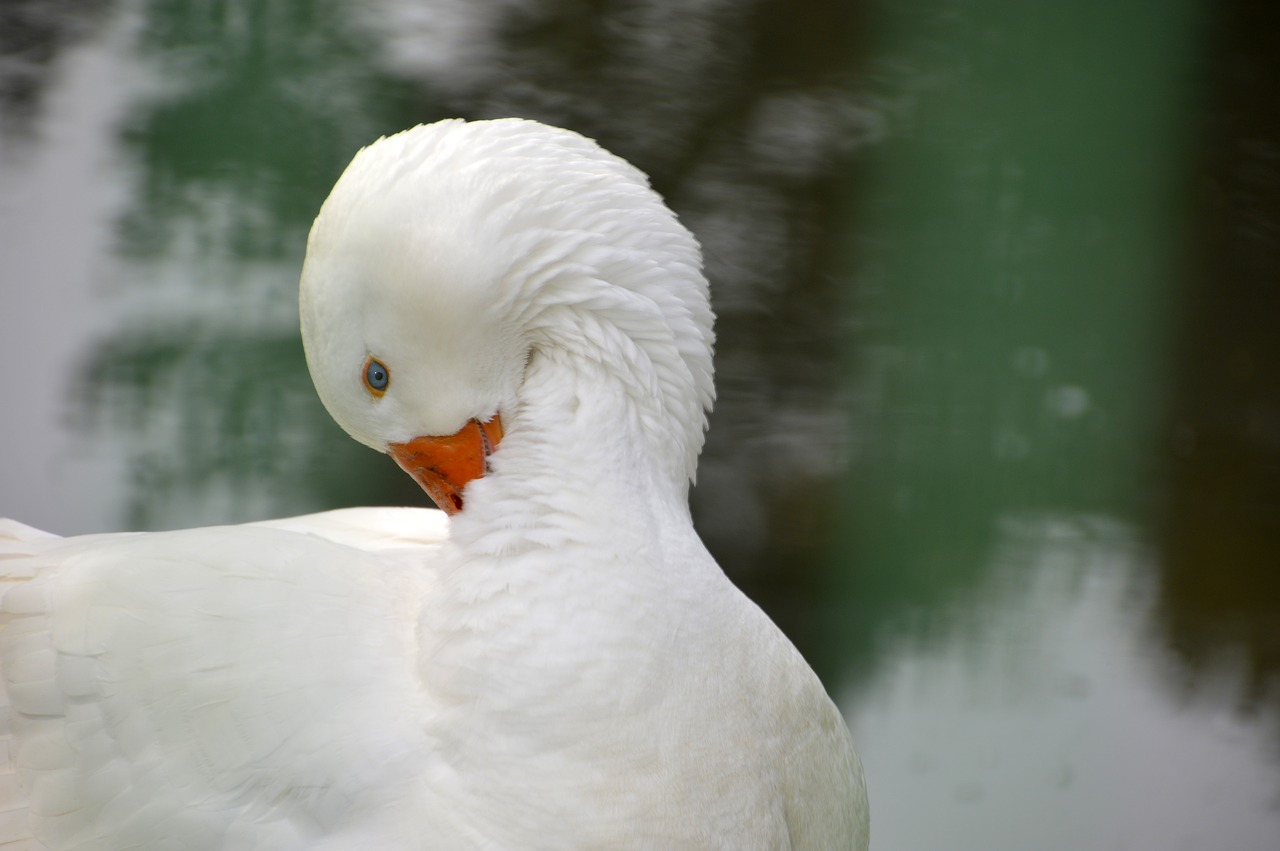 bird  nature  pen free photo