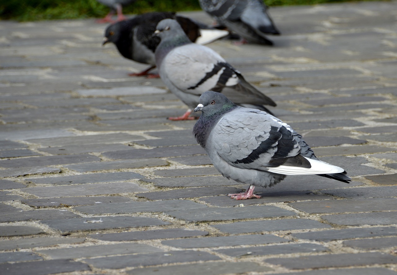 bird  nature  outdoor free photo