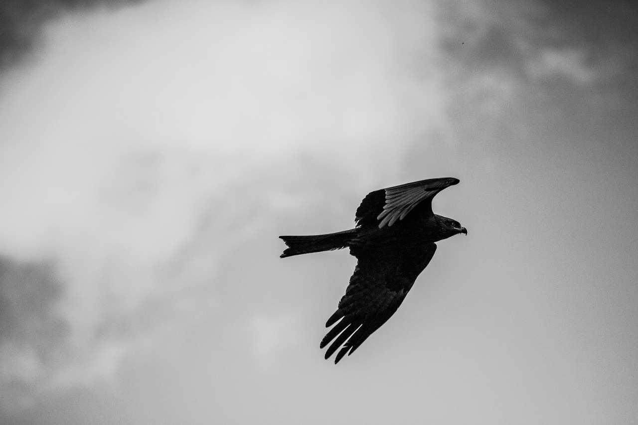 bird  black and white photography  sky free photo