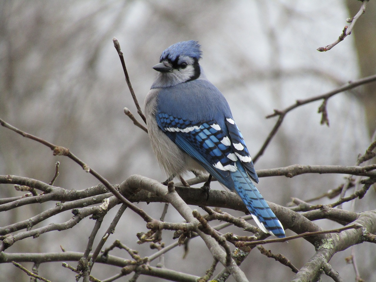 bird  blue jay  wildlife free photo