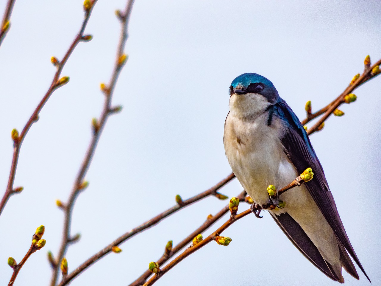 bird  wildlife  nature free photo