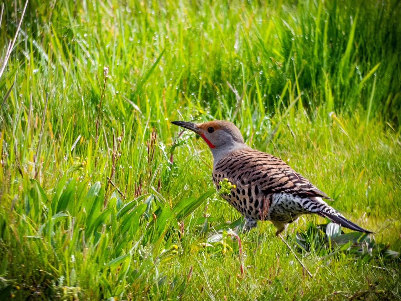 bird  nature  wildlife free photo