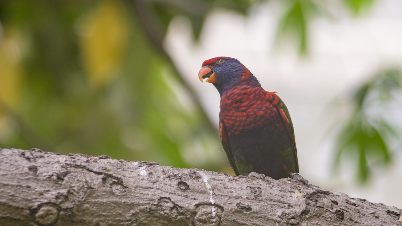 bird  nature  wildlife free photo