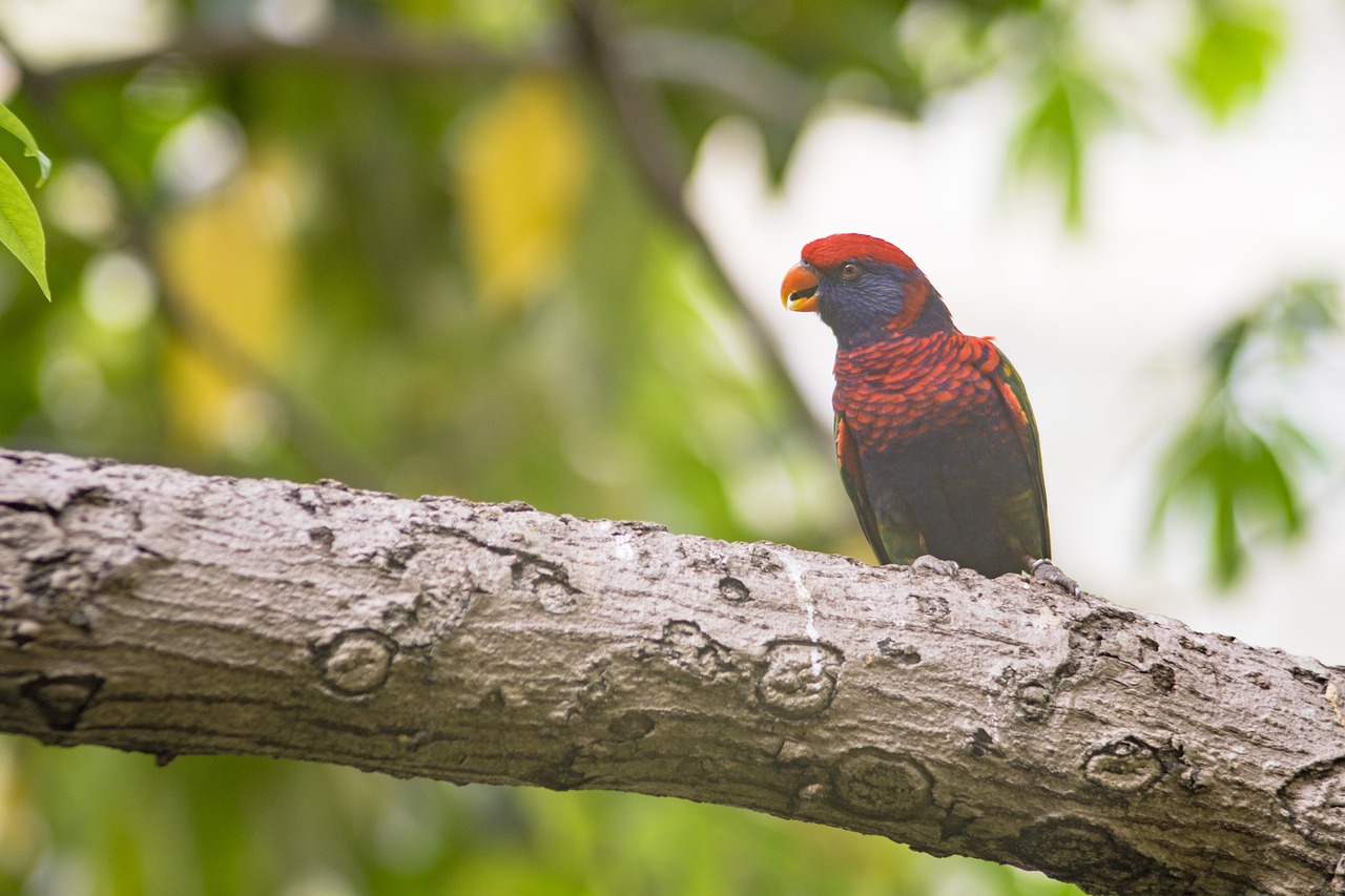 bird  nature  wildlife free photo