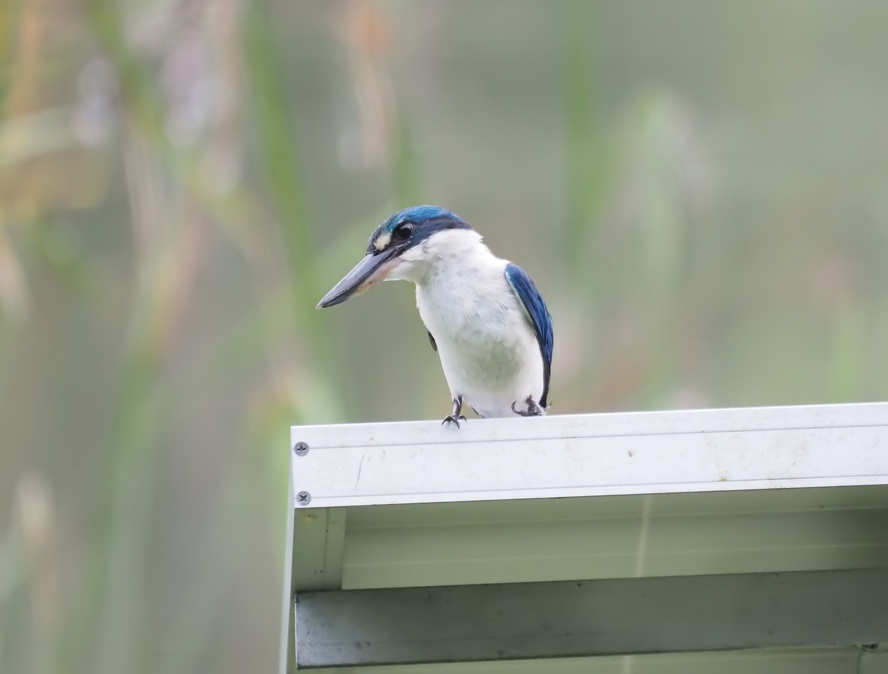 bird  wildlife  nature free photo