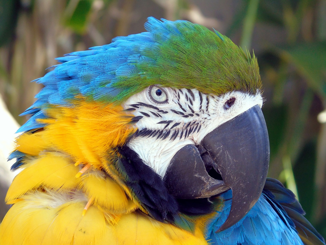 bird  parrot  feather free photo