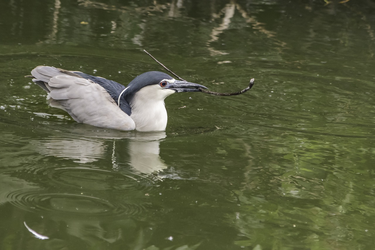 bird  water  nature free photo