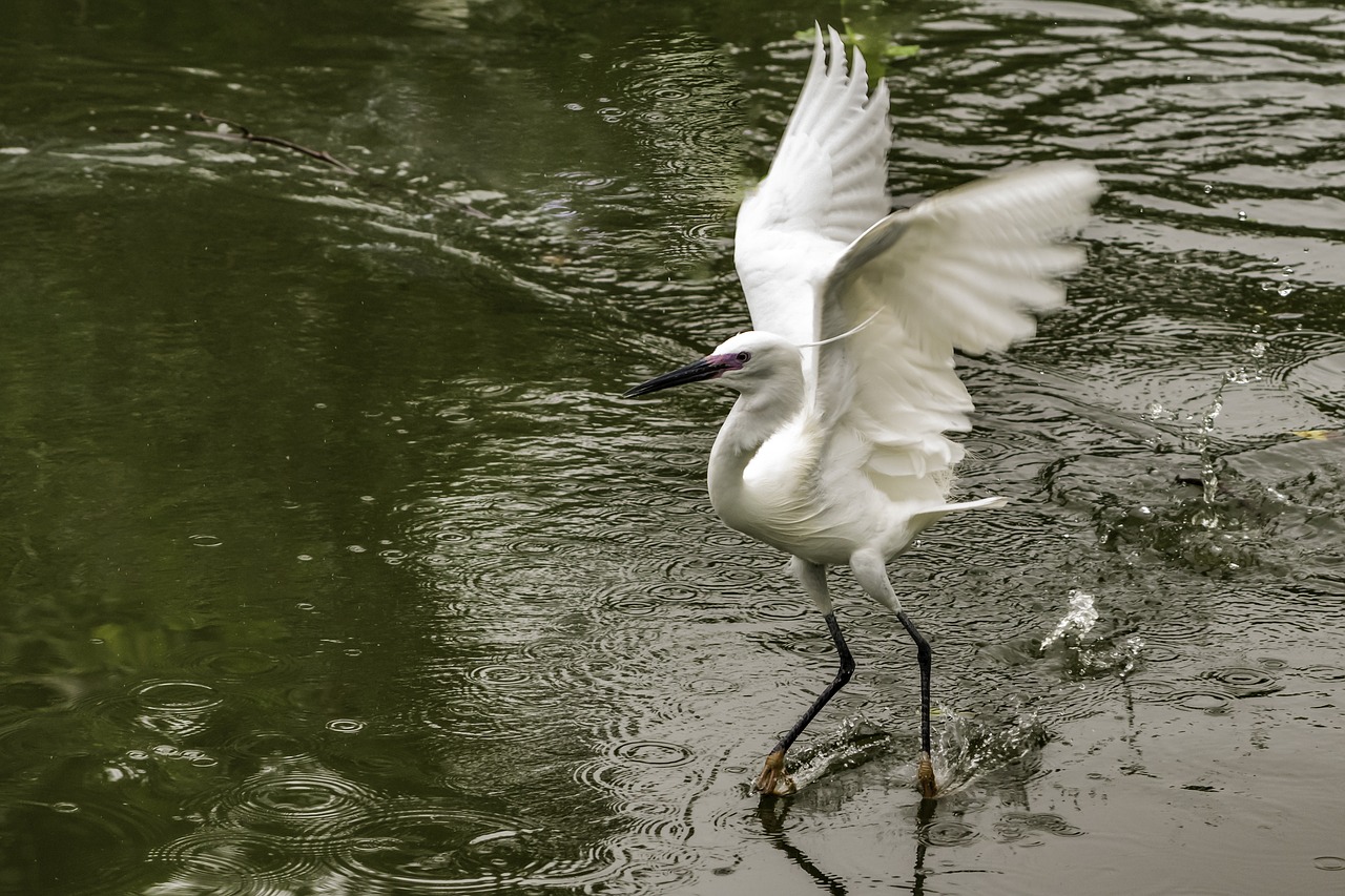 bird  water  wildlife free photo