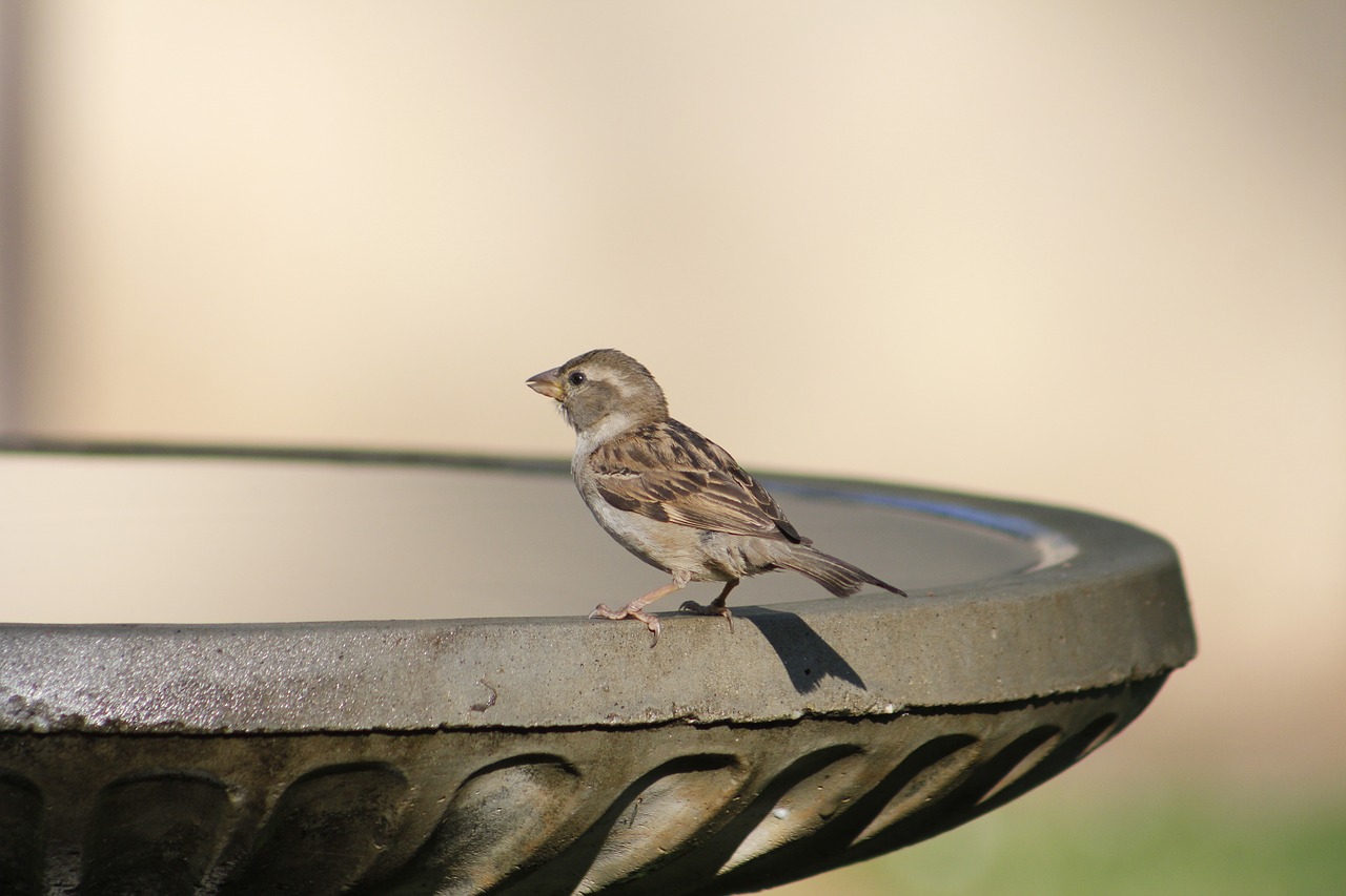 bird  nature  outdoors free photo