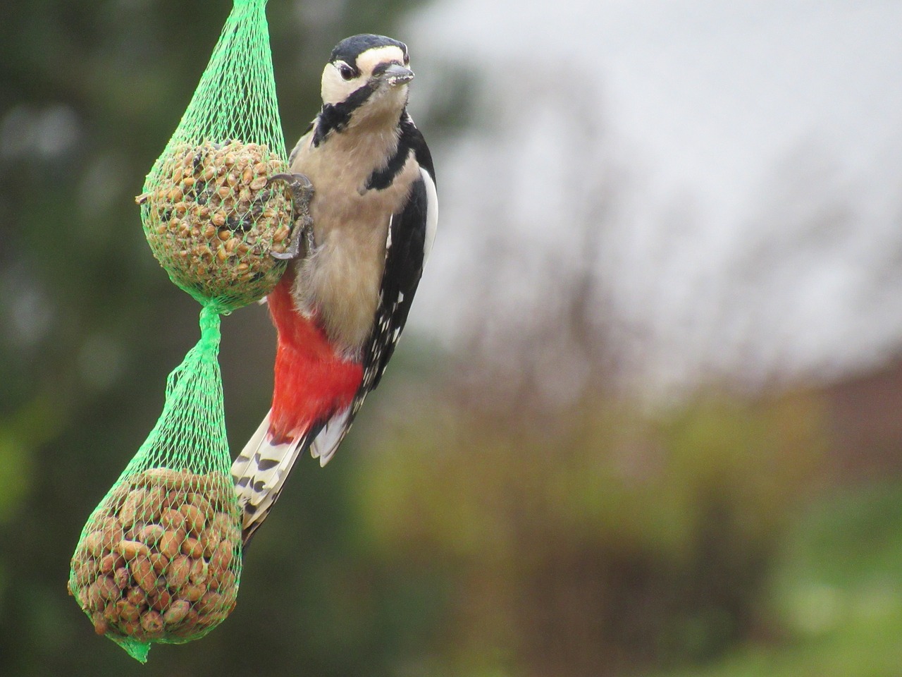 bird  nature  animal world free photo