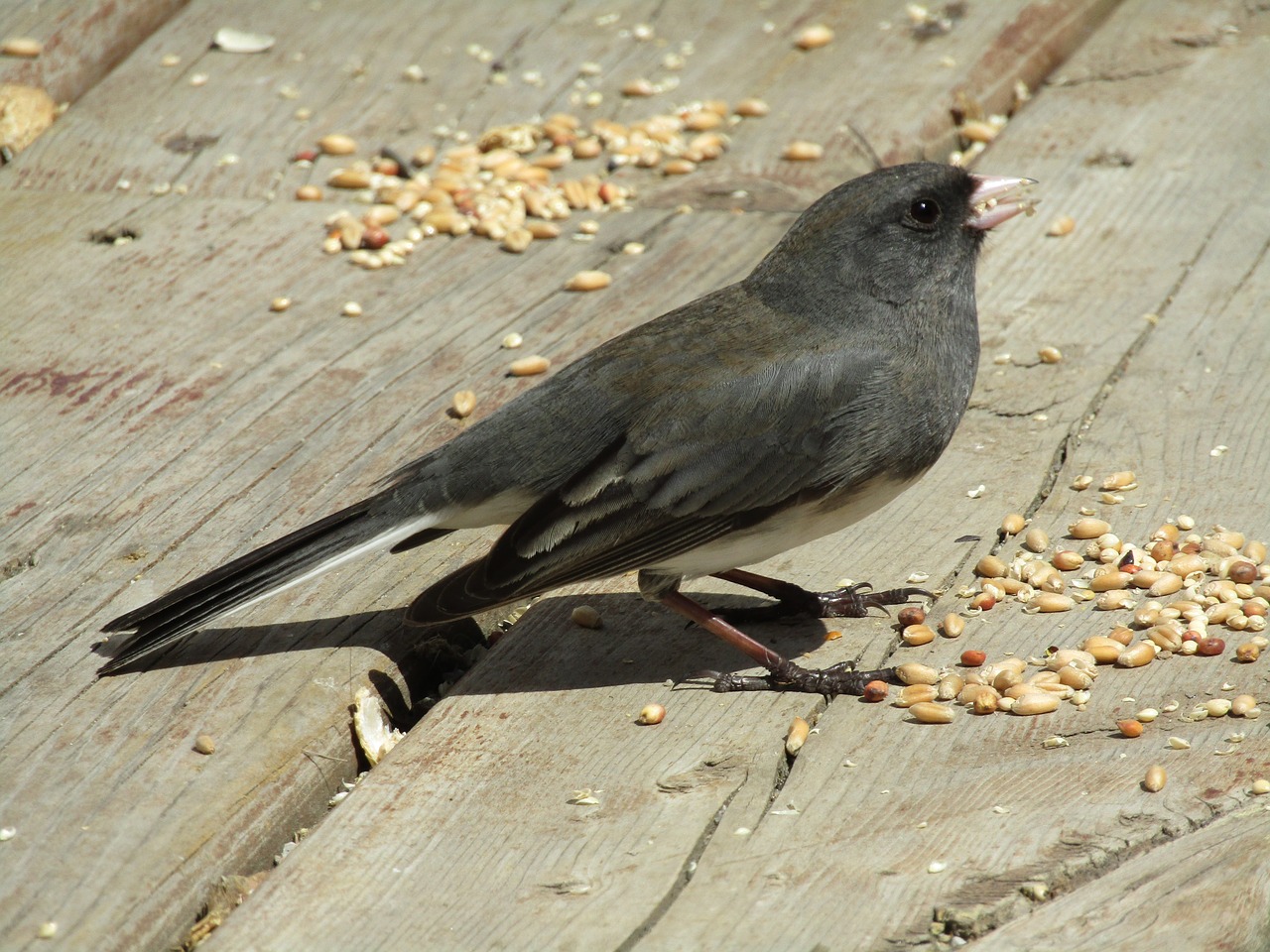 bird  nature  wildlife free photo