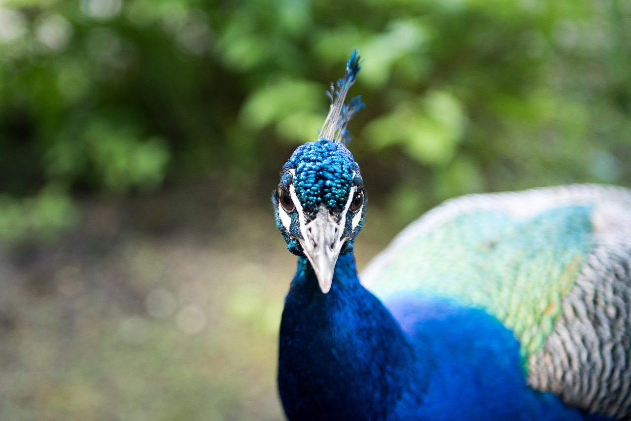 bird  peacock  feather free photo