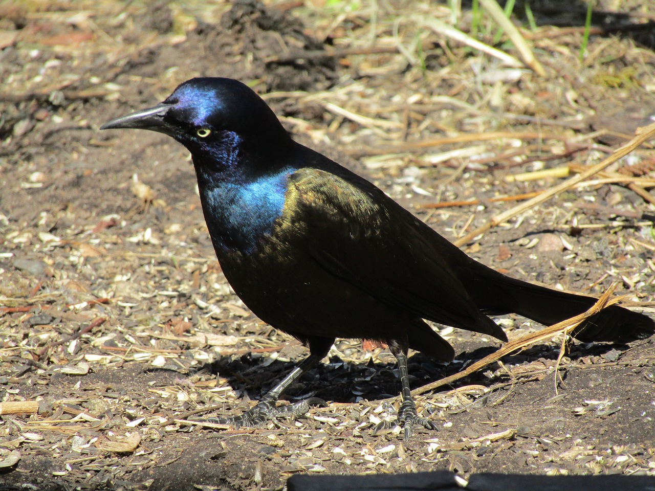 bird  nature  wildlife free photo