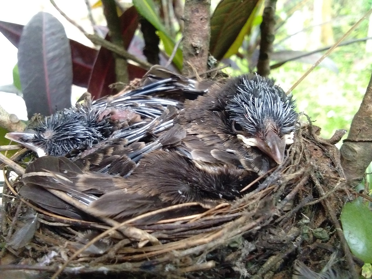 bird  animal  nest free photo