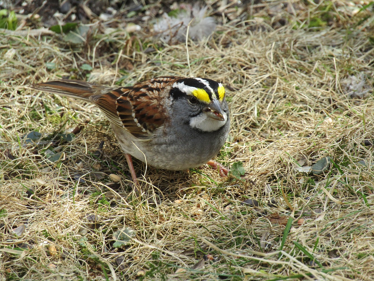 bird  nature  wildlife free photo