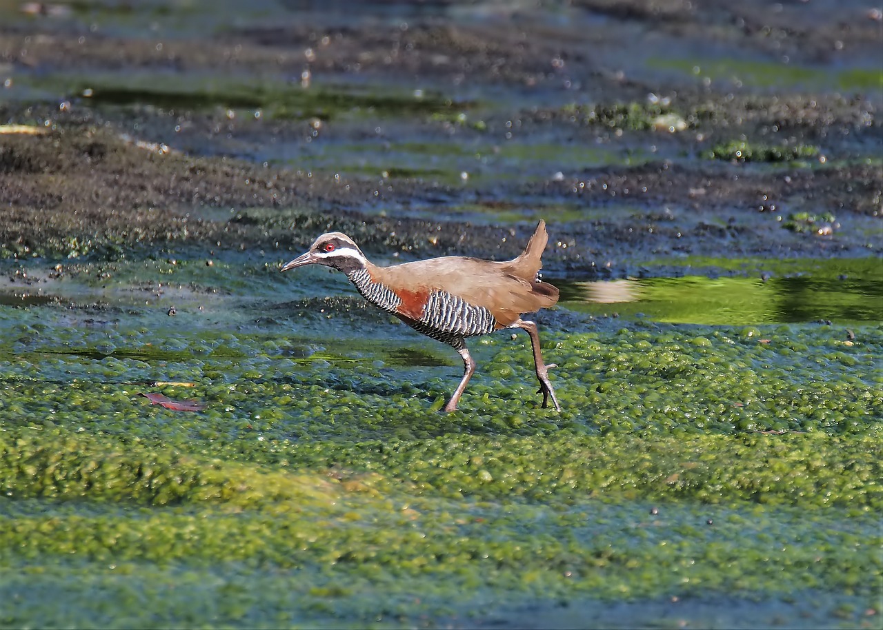 bird  wildlife  nature free photo