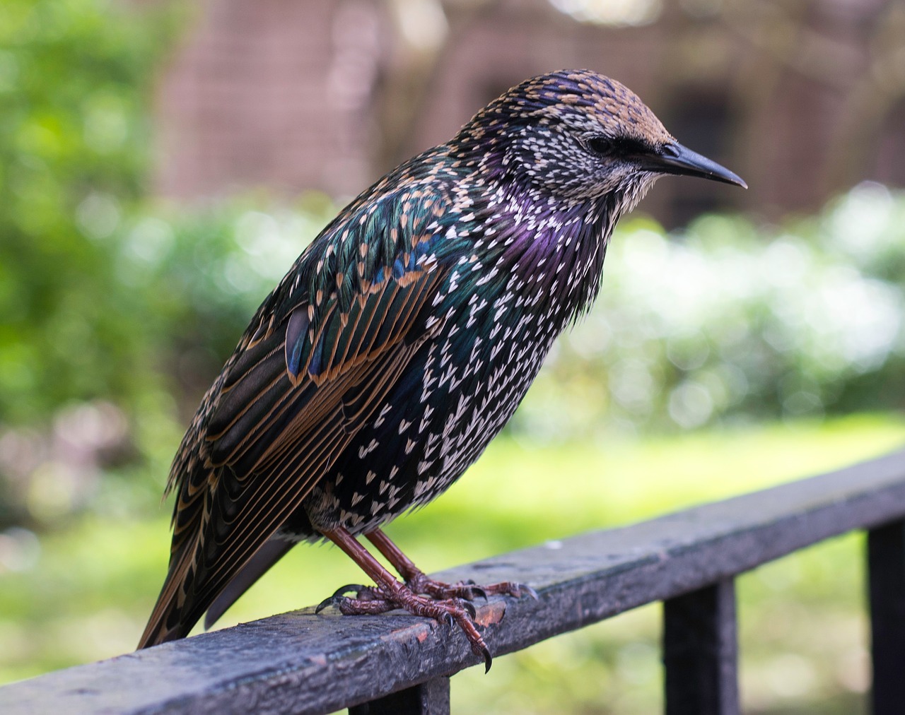 bird  nyc  colorful bird free photo