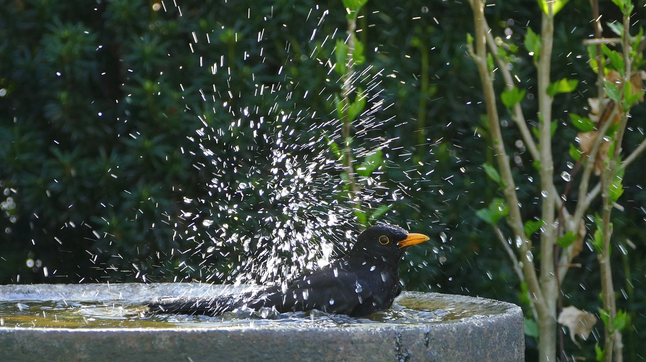 bird  black  blackbird free photo