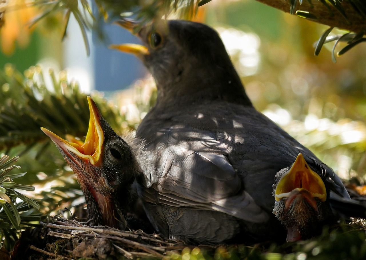 bird  nature  animal free photo