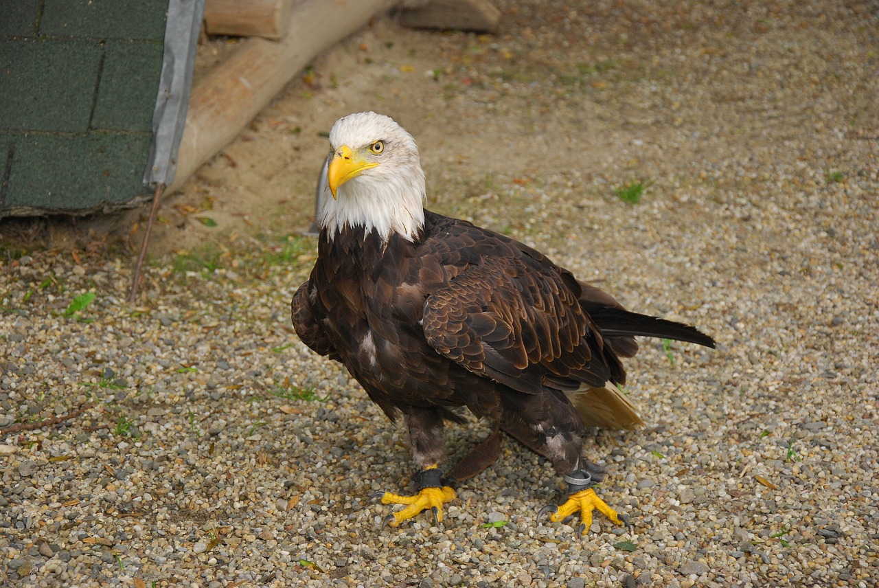 bird  eagle  zoo free photo