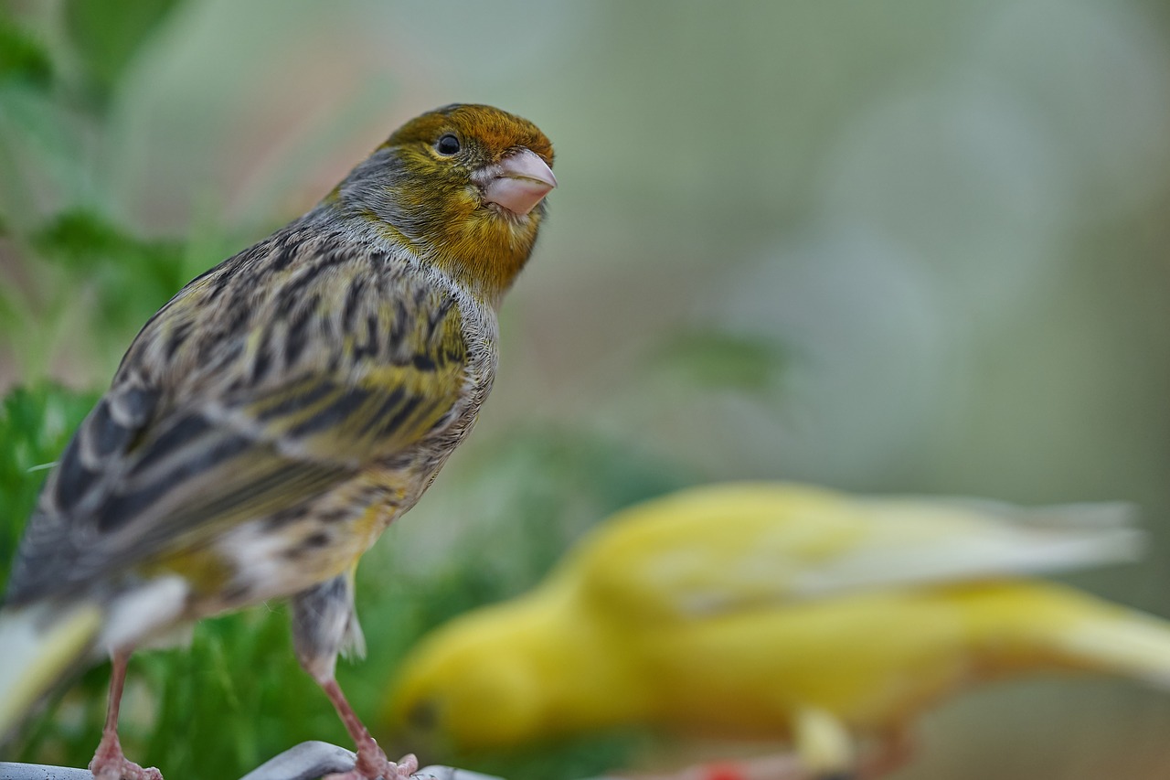 bird  canary bird  eat free photo