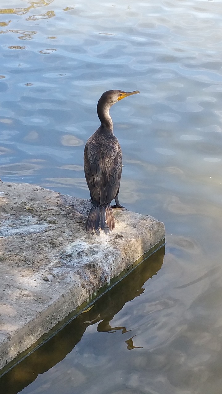 bird  lake  water free photo