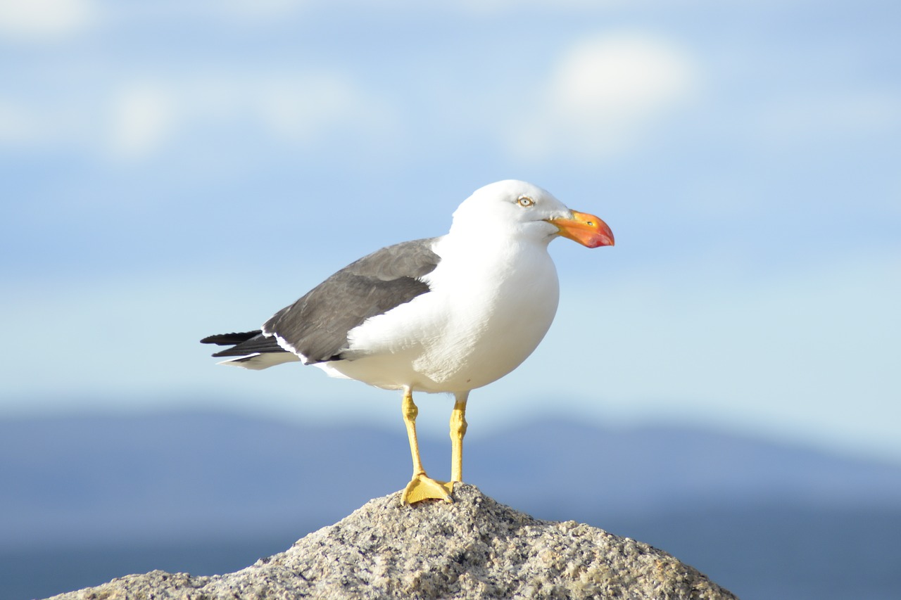 bird  seagull  nature free photo