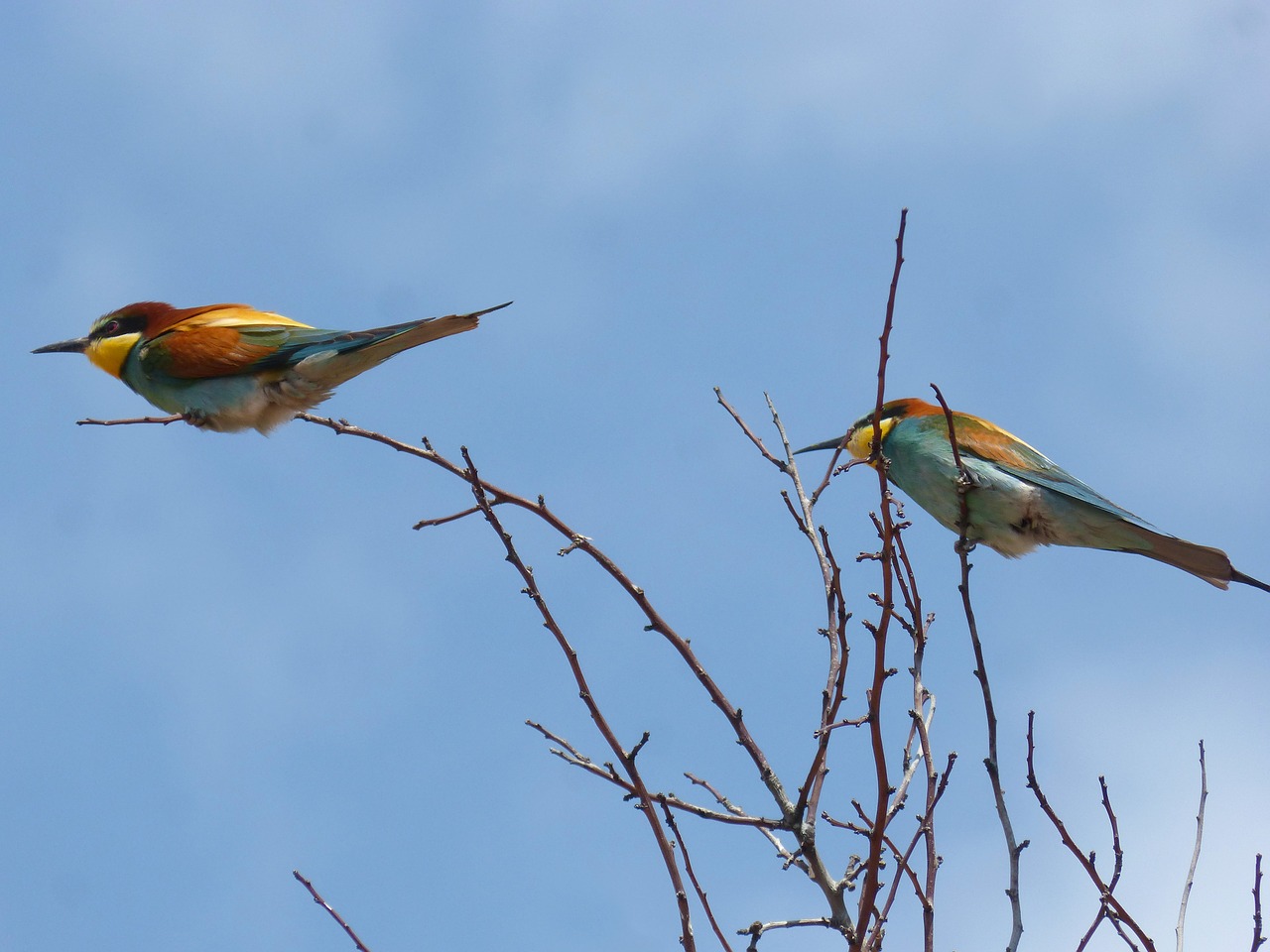 bird  bee-eater  abellerol free photo