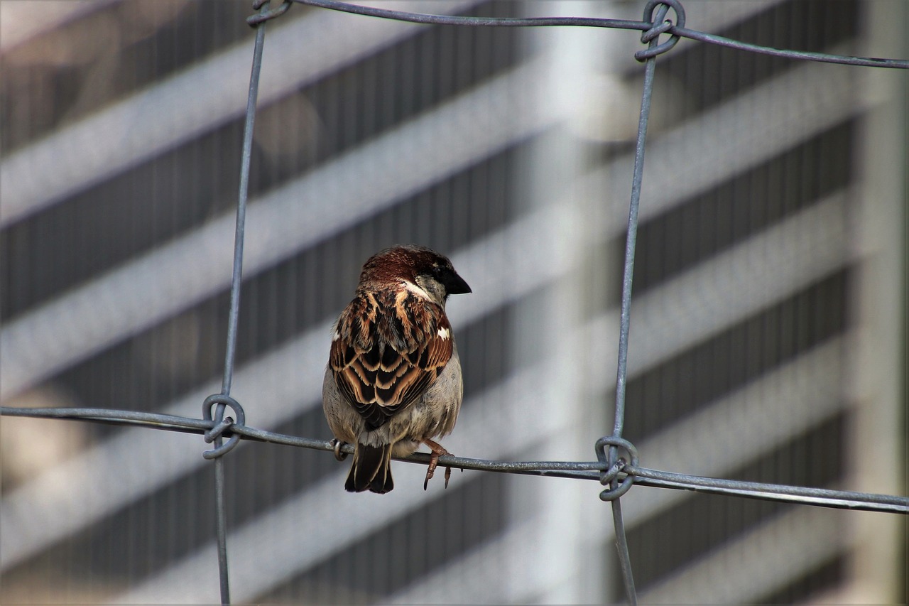 bird  the sparrow  nature free photo